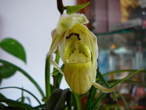 «ö¦¹¦b·sµøµ¡ÂsÄý¹Ï¤ù