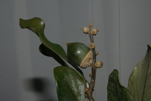 «ö¦¹¦b·sµøµ¡ÂsÄý¹Ï¤ù