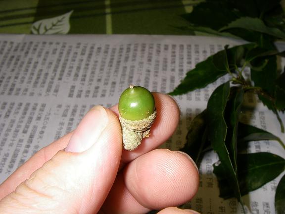 «ö¦¹¦b·sµøµ¡ÂsÄý¹Ï¤ù