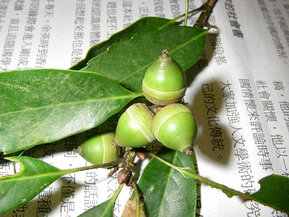 «ö¦¹¦b·sµøµ¡ÂsÄý¹Ï¤ù