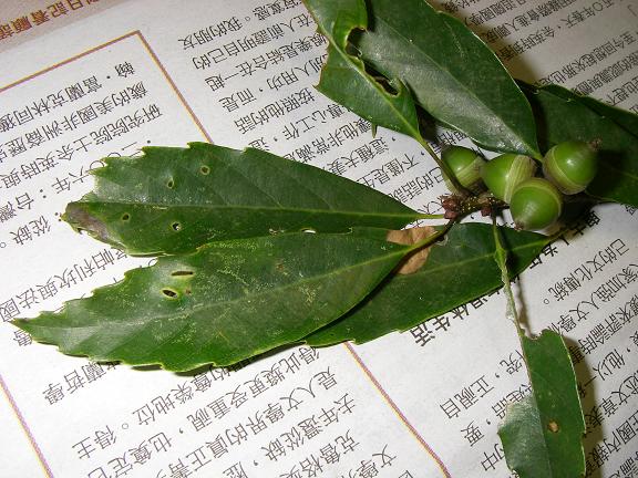 «ö¦¹¦b·sµøµ¡ÂsÄý¹Ï¤ù