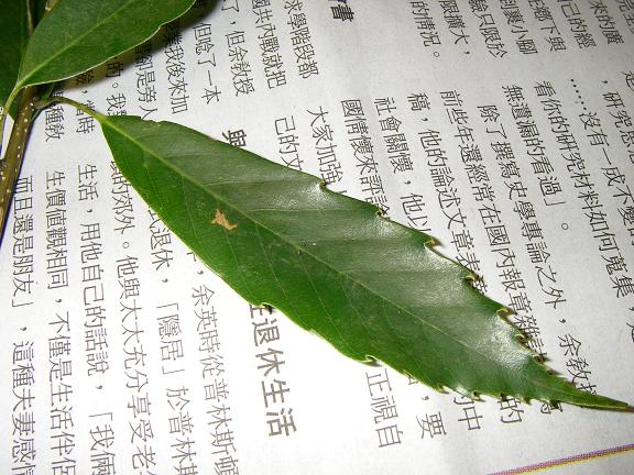 «ö¦¹¦b·sµøµ¡ÂsÄý¹Ï¤ù