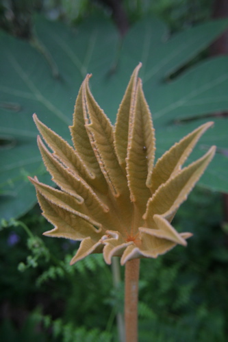 «ö¦¹¦b·sµøµ¡ÂsÄý¹Ï¤ù