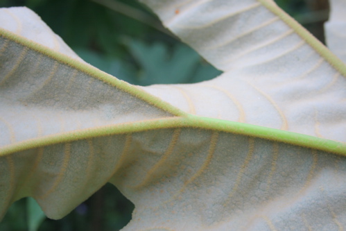 «ö¦¹¦b·sµøµ¡ÂsÄý¹Ï¤ù