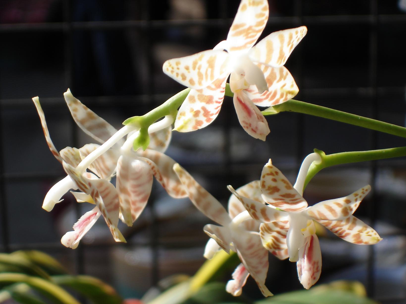 «ö¦¹¦b·sµøµ¡ÂsÄý¹Ï¤ù