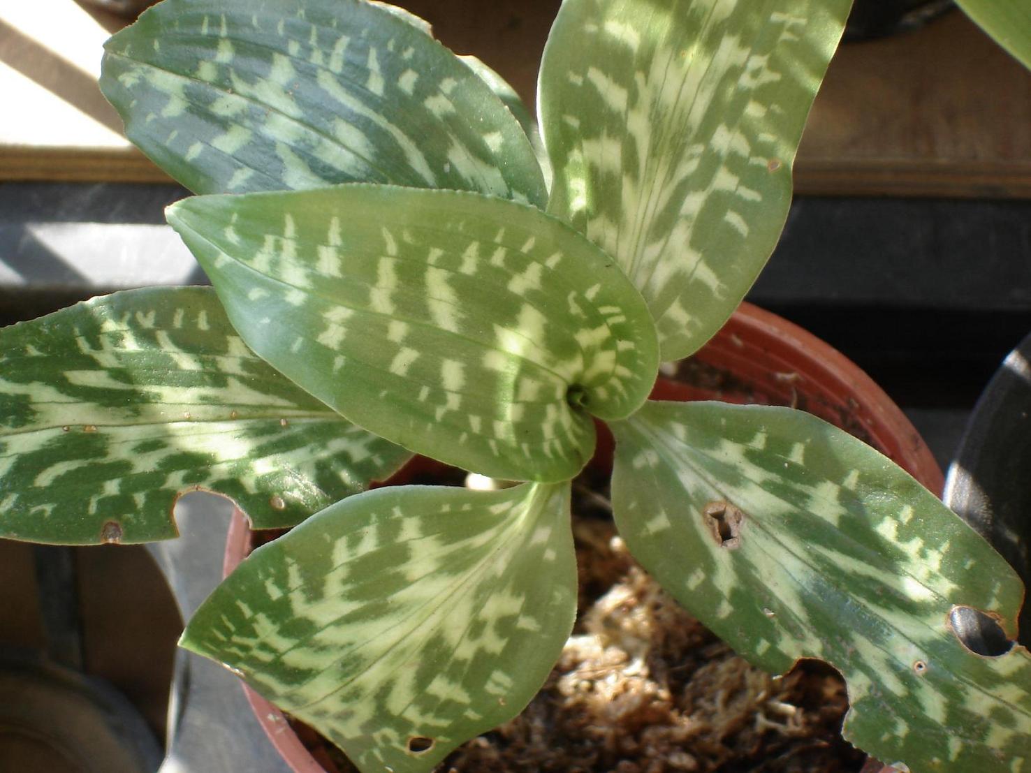 «ö¦¹¦b·sµøµ¡ÂsÄý¹Ï¤ù