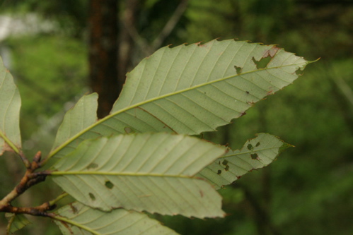 «ö¦¹¦b·sµøµ¡ÂsÄý¹Ï¤ù