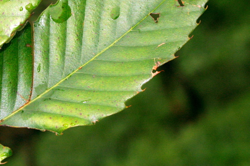 «ö¦¹¦b·sµøµ¡ÂsÄý¹Ï¤ù