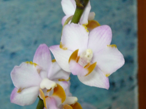 «ö¦¹¦b·sµøµ¡ÂsÄý¹Ï¤ù