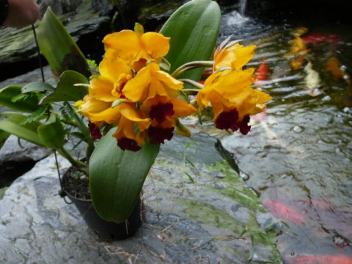 «ö¦¹¦b·sµøµ¡ÂsÄý¹Ï¤ù