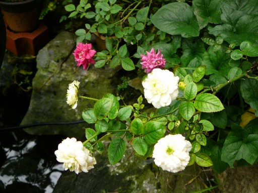 «ö¦¹¦b·sµøµ¡ÂsÄý¹Ï¤ù