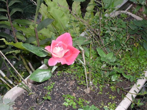 «ö¦¹¦b·sµøµ¡ÂsÄý¹Ï¤ù