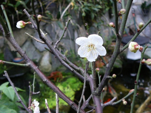 «ö¦¹¦b·sµøµ¡ÂsÄý¹Ï¤ù