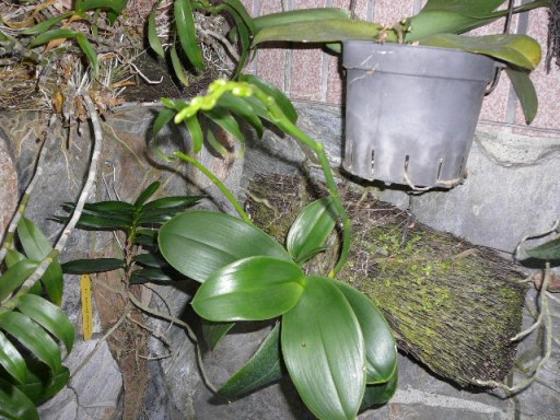 «ö¦¹¦b·sµøµ¡ÂsÄý¹Ï¤ù