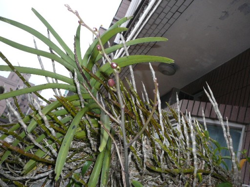 «ö¦¹¦b·sµøµ¡ÂsÄý¹Ï¤ù