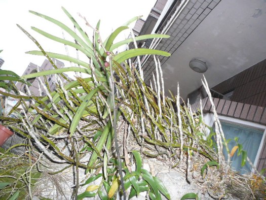 «ö¦¹¦b·sµøµ¡ÂsÄý¹Ï¤ù