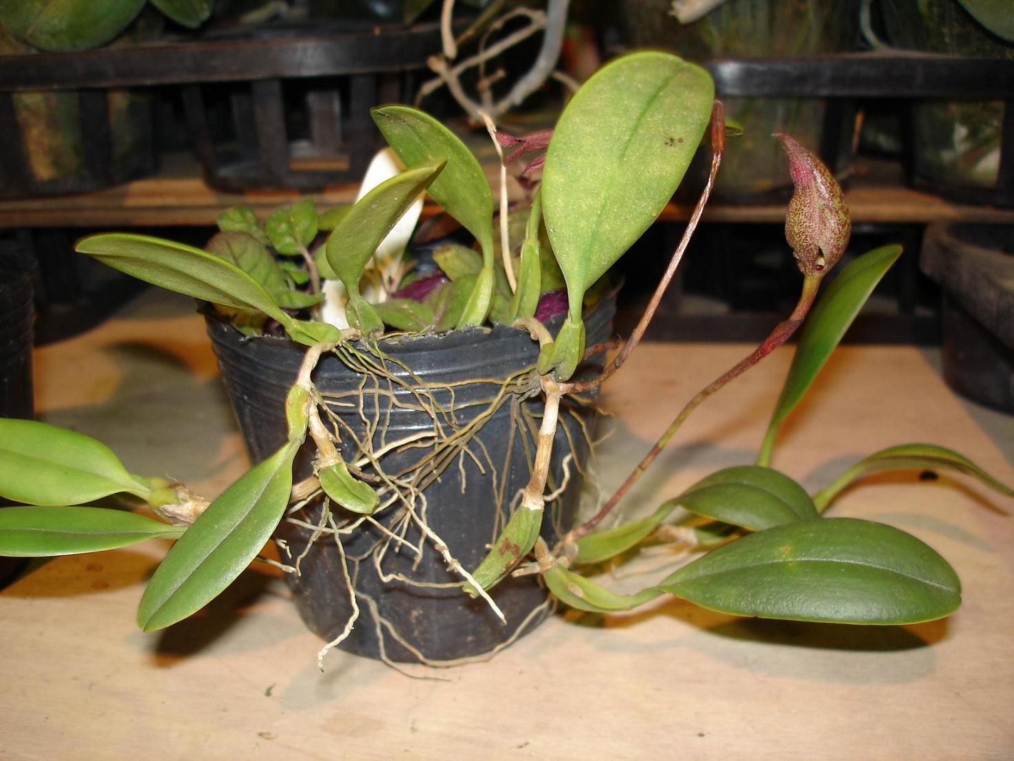 «ö¦¹¦b·sµøµ¡ÂsÄý¹Ï¤ù