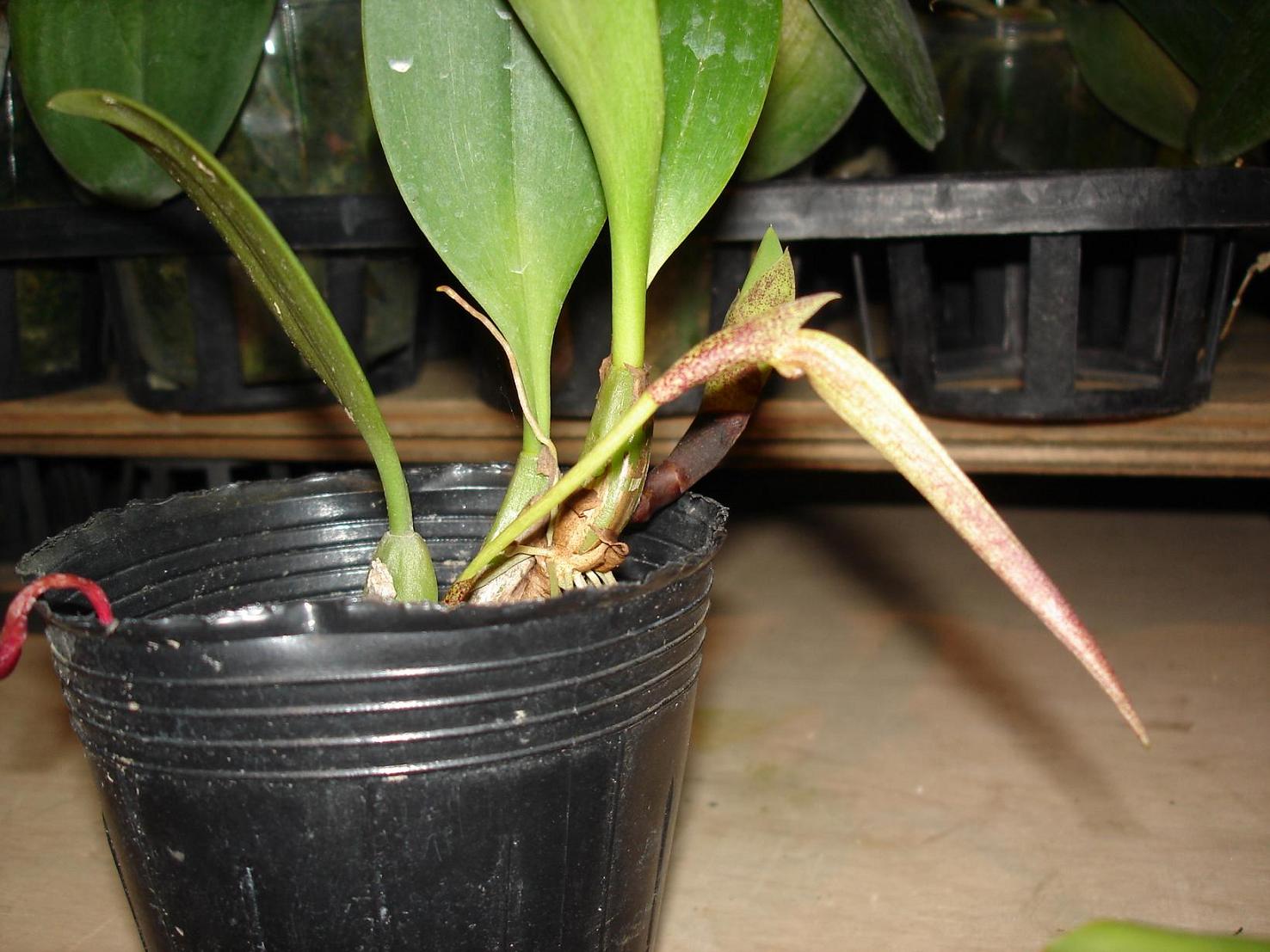 «ö¦¹¦b·sµøµ¡ÂsÄý¹Ï¤ù