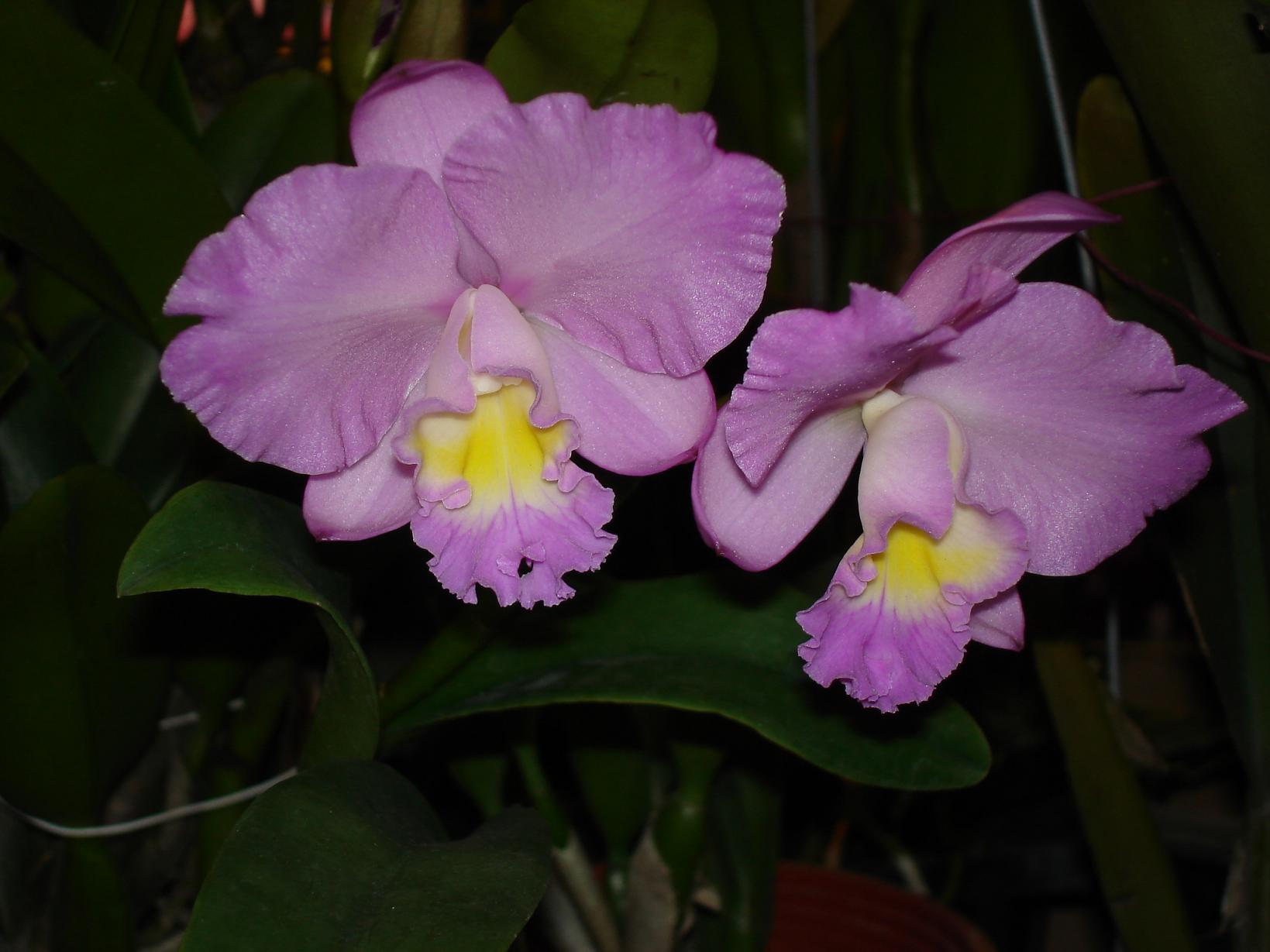 «ö¦¹¦b·sµøµ¡ÂsÄý¹Ï¤ù