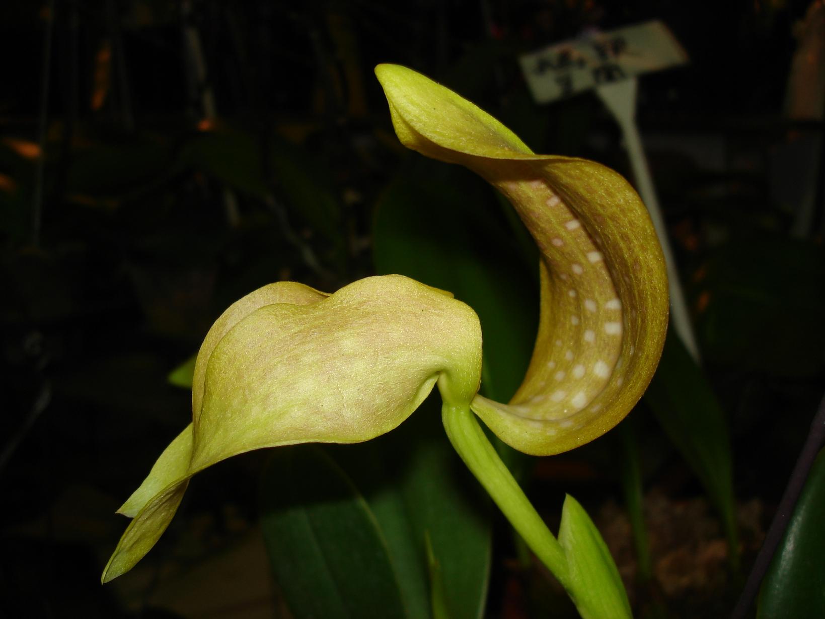 «ö¦¹¦b·sµøµ¡ÂsÄý¹Ï¤ù