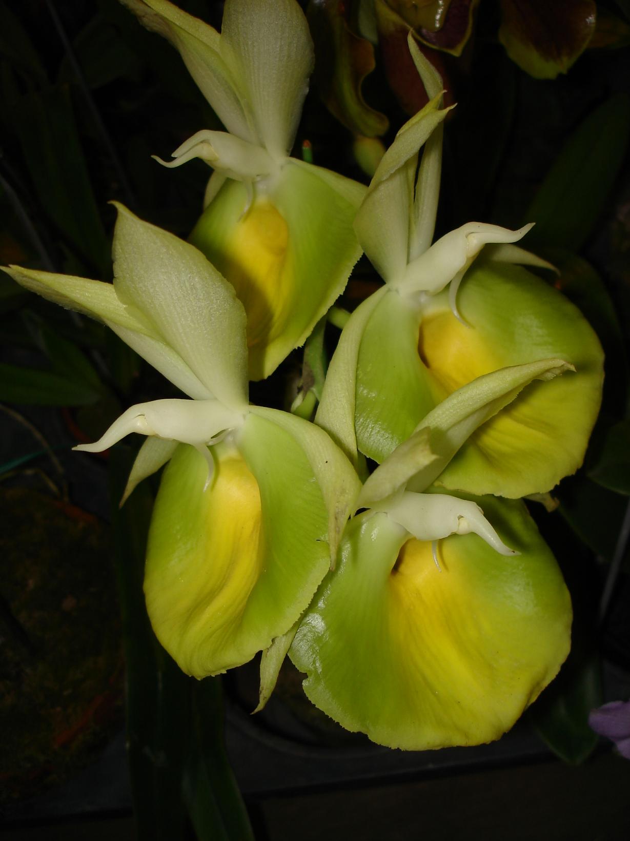 «ö¦¹¦b·sµøµ¡ÂsÄý¹Ï¤ù