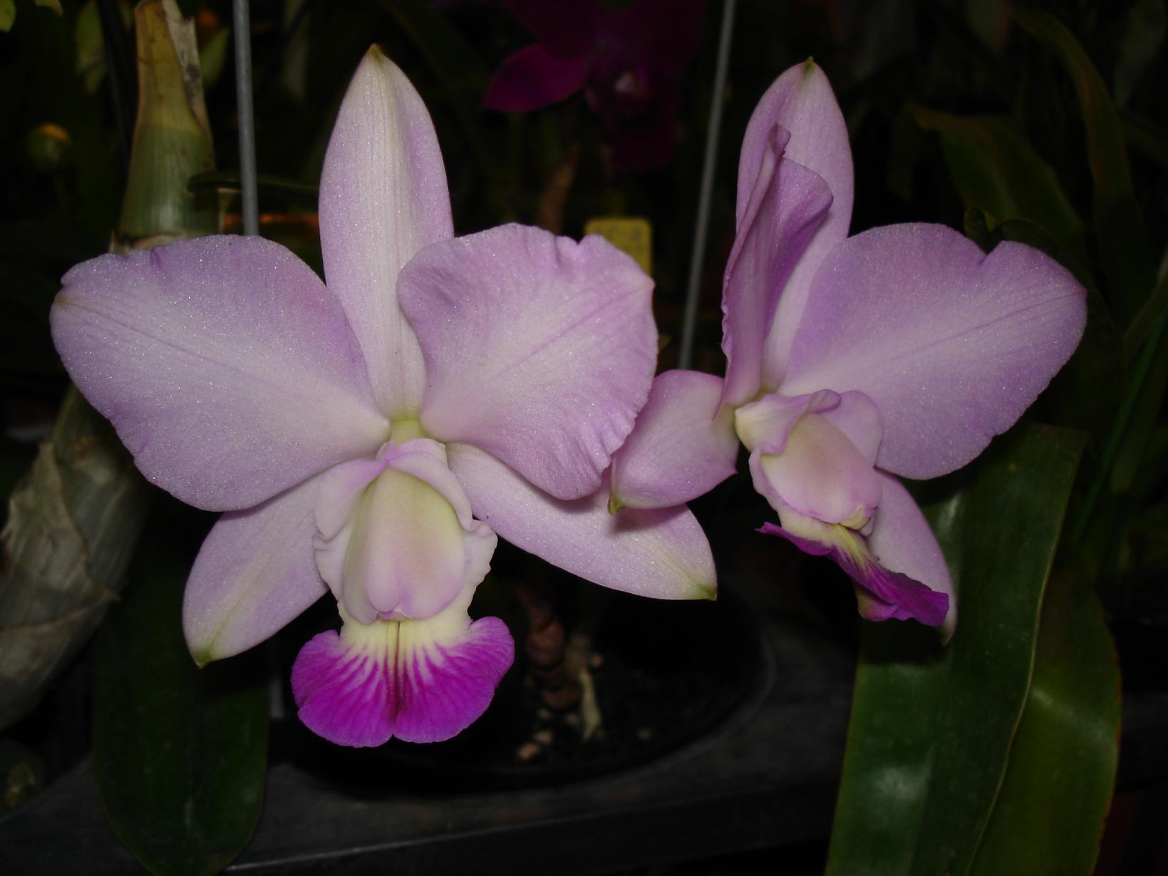 «ö¦¹¦b·sµøµ¡ÂsÄý¹Ï¤ù