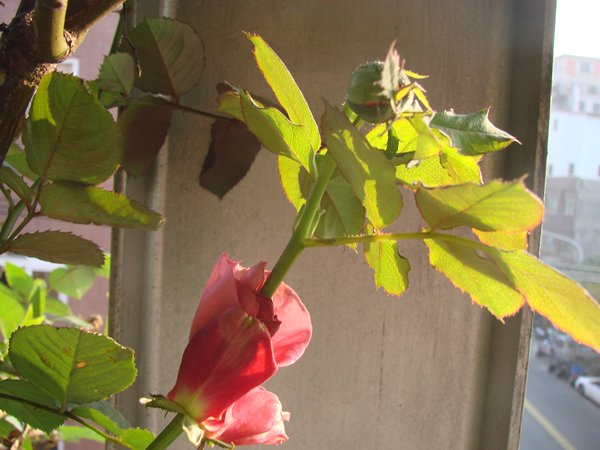 «ö¦¹¦b·sµøµ¡ÂsÄý¹Ï¤ù