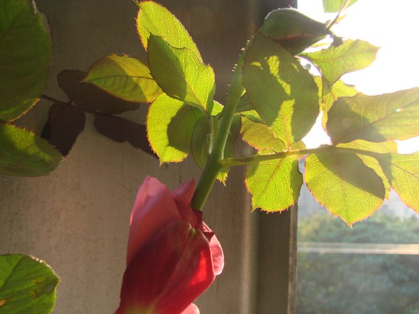 «ö¦¹¦b·sµøµ¡ÂsÄý¹Ï¤ù