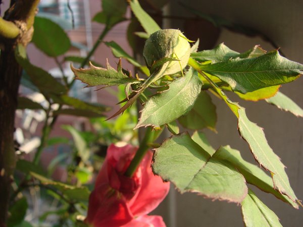 «ö¦¹¦b·sµøµ¡ÂsÄý¹Ï¤ù