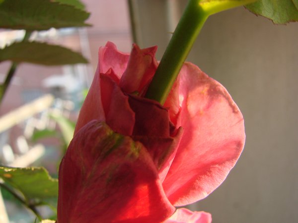 «ö¦¹¦b·sµøµ¡ÂsÄý¹Ï¤ù