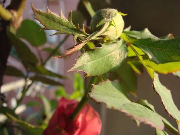 «ö¦¹¦b·sµøµ¡ÂsÄý¹Ï¤ù