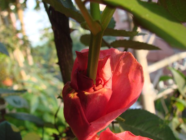 «ö¦¹¦b·sµøµ¡ÂsÄý¹Ï¤ù