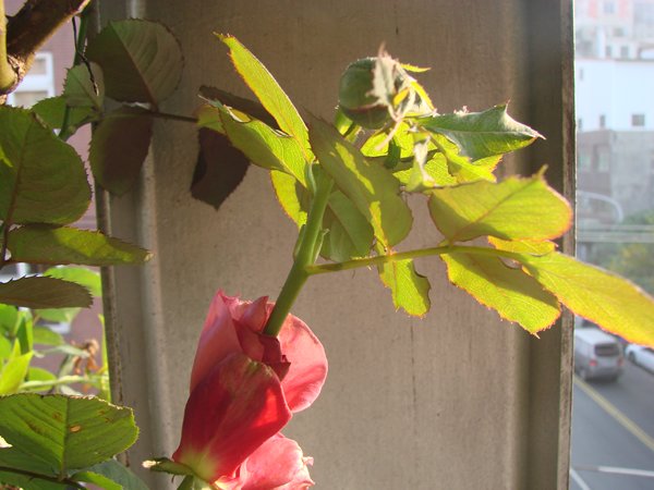 «ö¦¹¦b·sµøµ¡ÂsÄý¹Ï¤ù