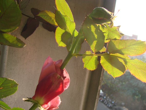 «ö¦¹¦b·sµøµ¡ÂsÄý¹Ï¤ù