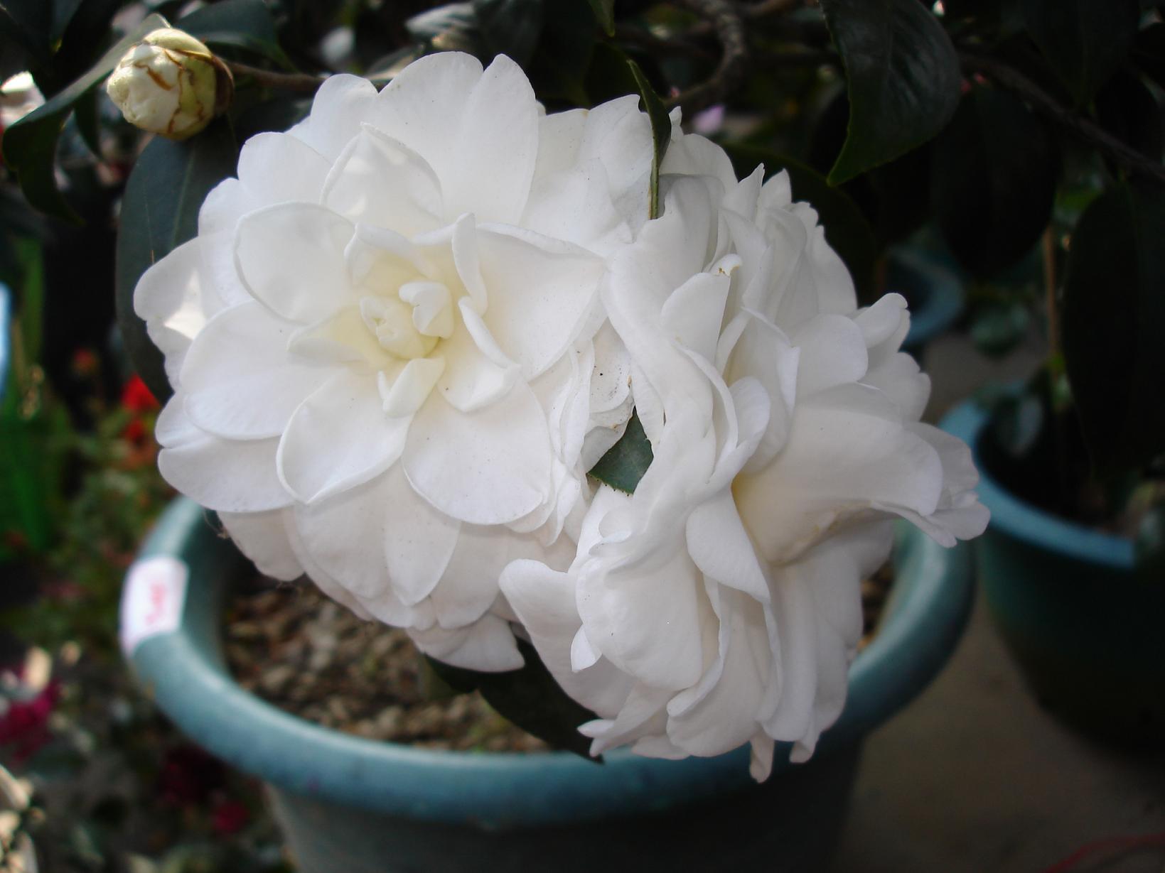 «ö¦¹¦b·sµøµ¡ÂsÄý¹Ï¤ù