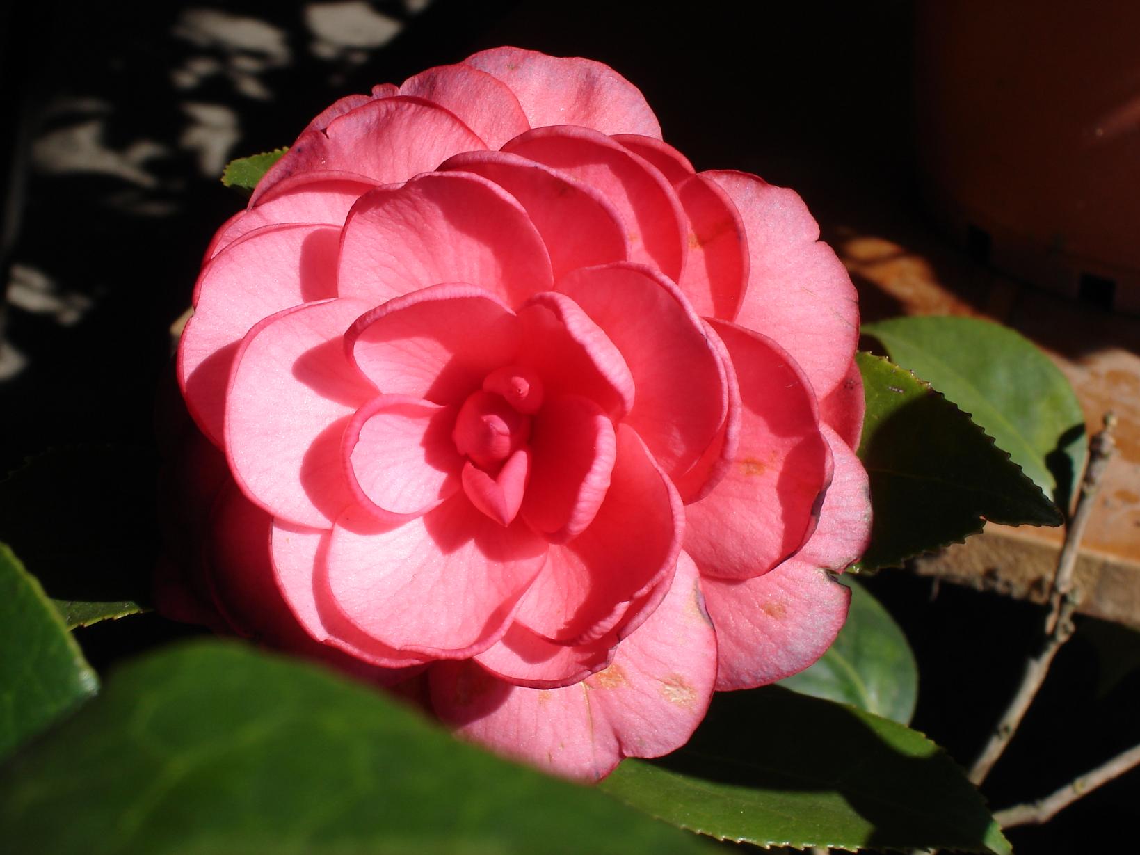 «ö¦¹¦b·sµøµ¡ÂsÄý¹Ï¤ù