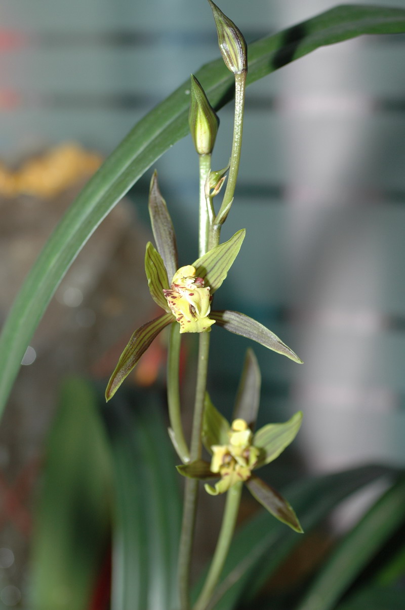 «ö¦¹¦b·sµøµ¡ÂsÄý¹Ï¤ù