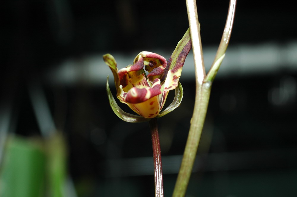 «ö¦¹¦b·sµøµ¡ÂsÄý¹Ï¤ù