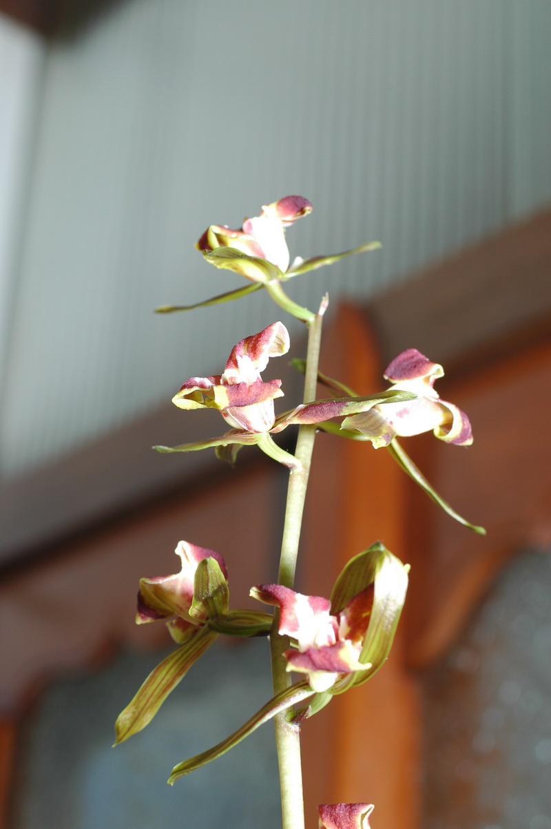 «ö¦¹¦b·sµøµ¡ÂsÄý¹Ï¤ù