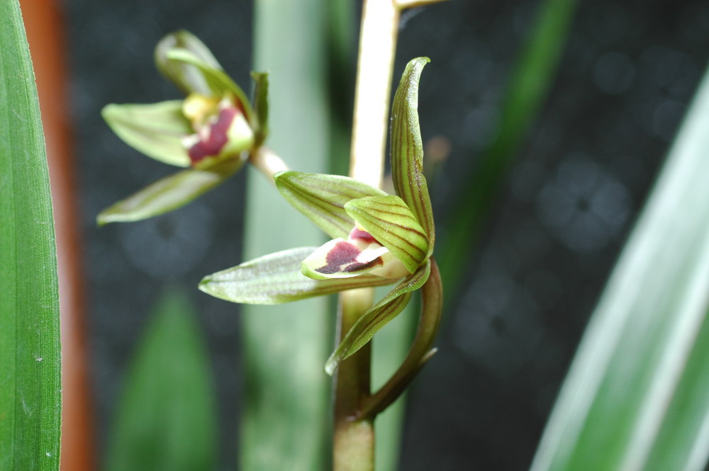 «ö¦¹¦b·sµøµ¡ÂsÄý¹Ï¤ù