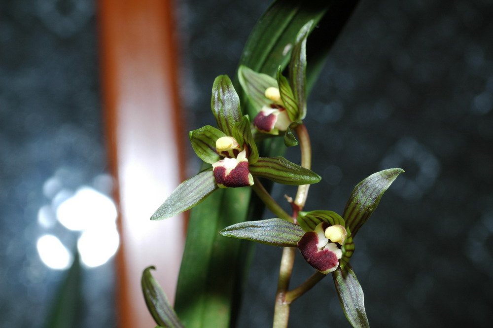 «ö¦¹¦b·sµøµ¡ÂsÄý¹Ï¤ù