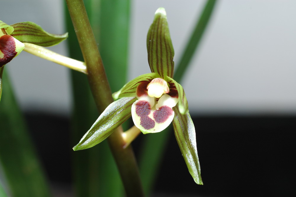 «ö¦¹¦b·sµøµ¡ÂsÄý¹Ï¤ù