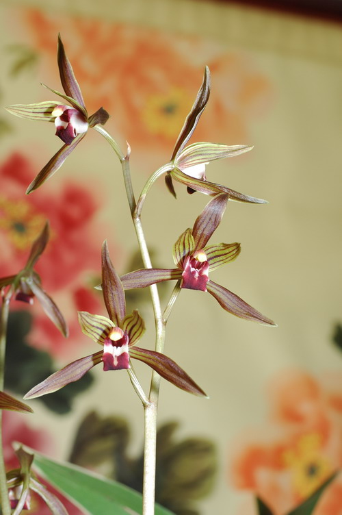 «ö¦¹¦b·sµøµ¡ÂsÄý¹Ï¤ù