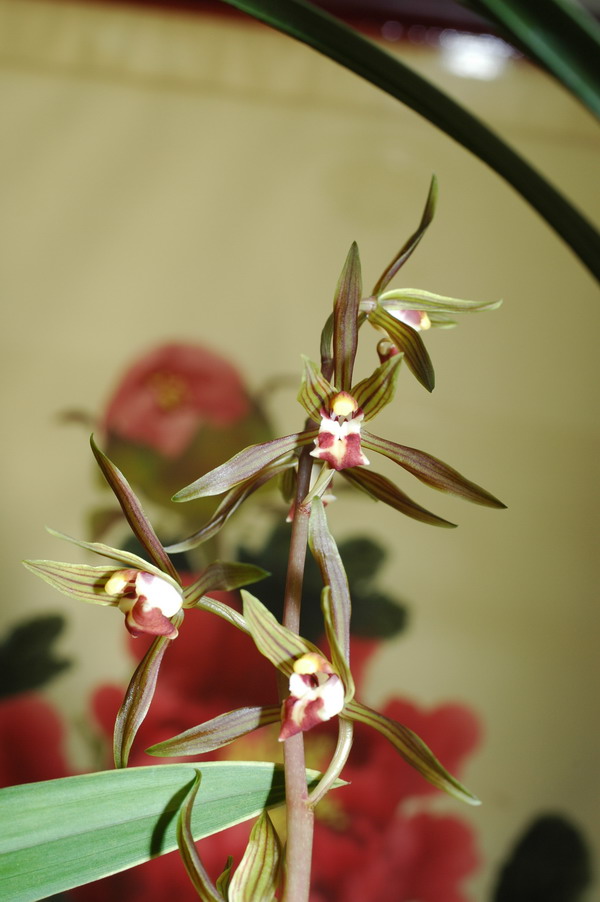 «ö¦¹¦b·sµøµ¡ÂsÄý¹Ï¤ù