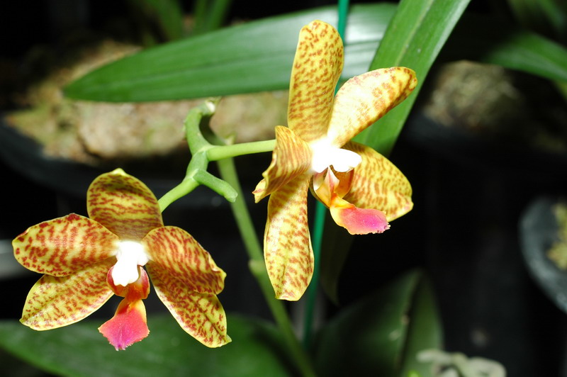 «ö¦¹¦b·sµøµ¡ÂsÄý¹Ï¤ù