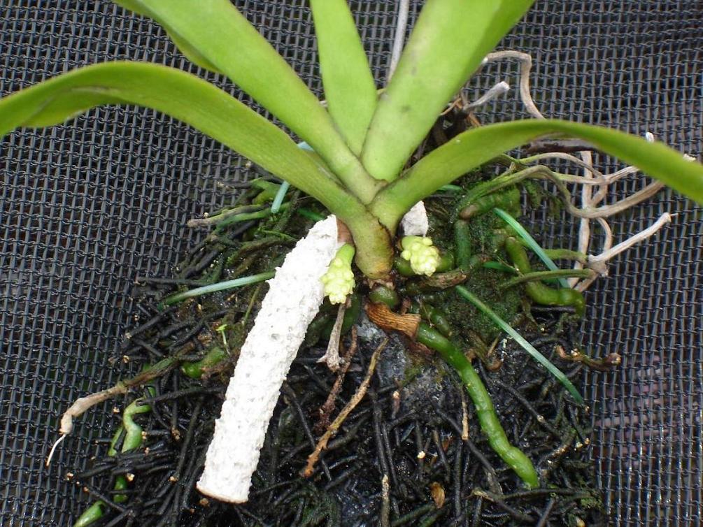 «ö¦¹¦b·sµøµ¡ÂsÄý¹Ï¤ù