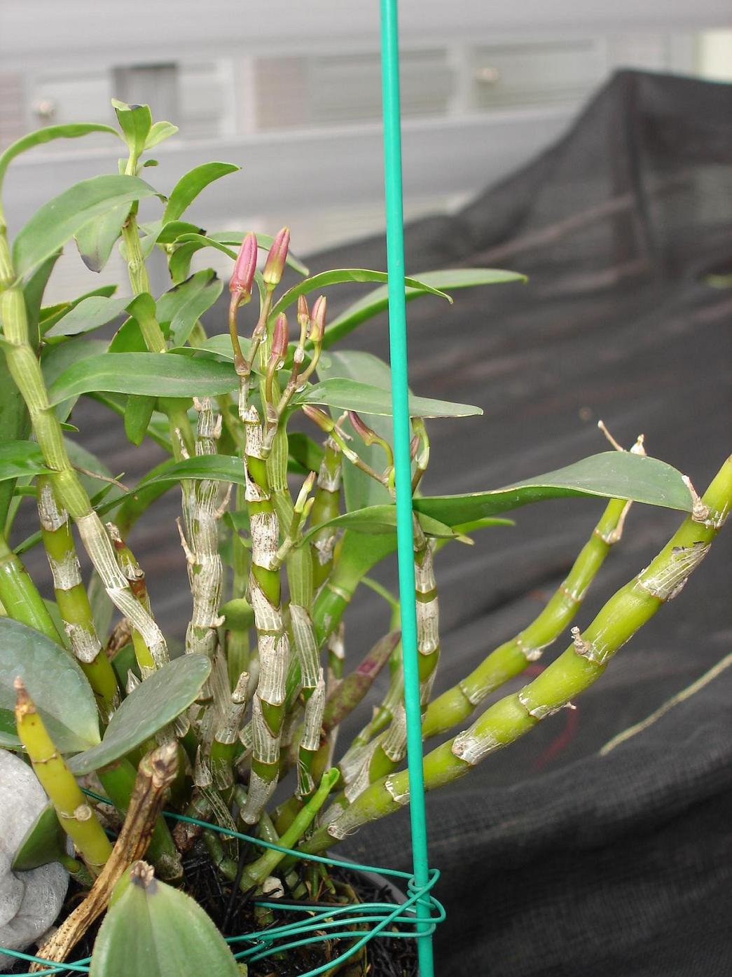 «ö¦¹¦b·sµøµ¡ÂsÄý¹Ï¤ù