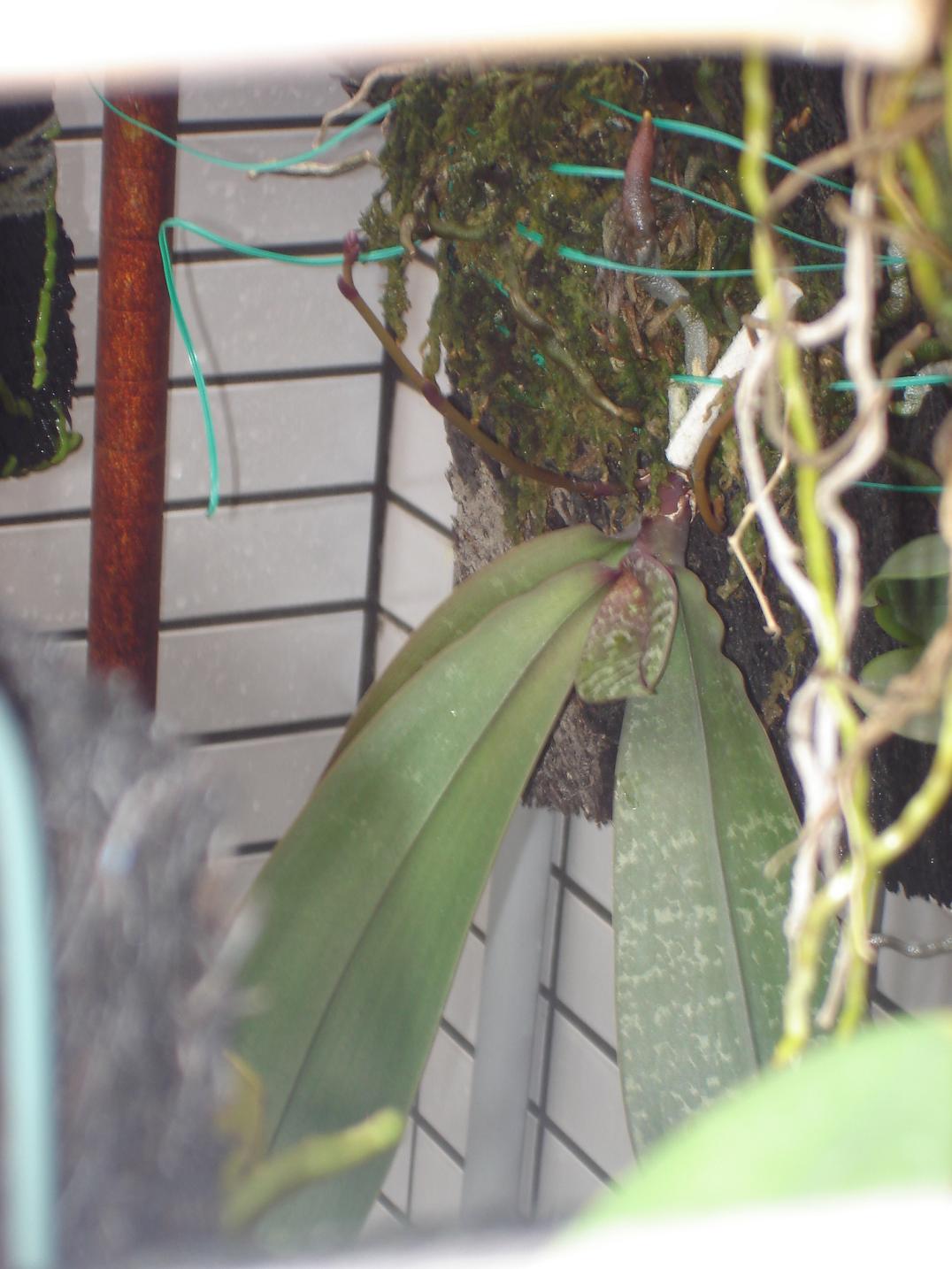 «ö¦¹¦b·sµøµ¡ÂsÄý¹Ï¤ù