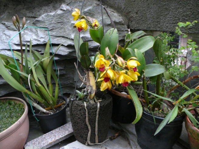 «ö¦¹¦b·sµøµ¡ÂsÄý¹Ï¤ù