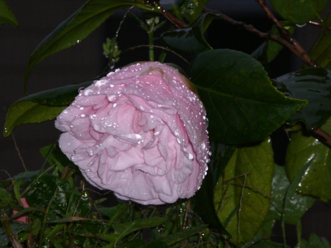 «ö¦¹¦b·sµøµ¡ÂsÄý¹Ï¤ù